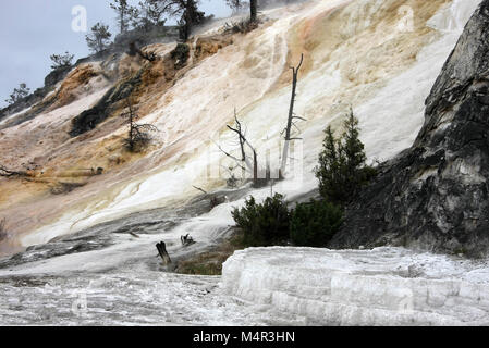 Palette Frühling, Mammoth Hot Springs, Yellowstone-Nationalpark Stockfoto