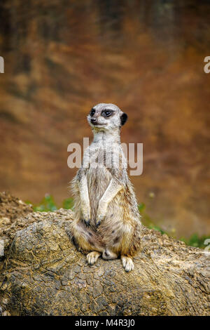 Eine Sitzung Erdmännchen auf Überwachung Stockfoto