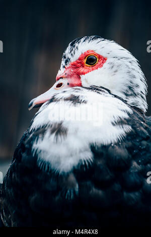 Nahaufnahme einer schwarzen einheimischen Moskauer Ente (Cairina Moschata) mit Karunkeln, Auge und Schnabel. Tierporträt auf dunkelgrauem Hintergrund. Stockfoto