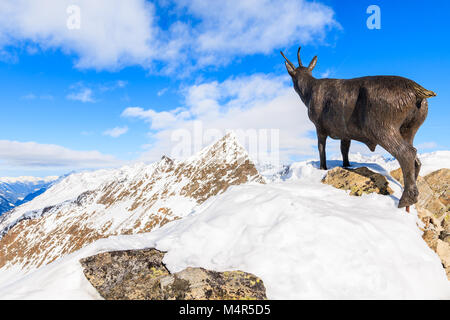 HOCHGURGL - Skigebiet Obergurgl, Österreich - Jan 31, 2018: Chamois Skulptur auf Rock im Winter im Skigebiet Hochgurgl-Obergurgl, Tirol, Austri Stockfoto