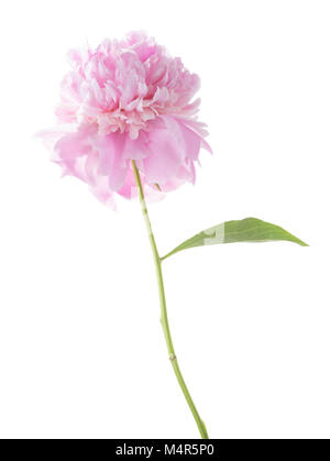 Leichte rosa Pfingstrose isoliert auf weißem Hintergrund. Stockfoto
