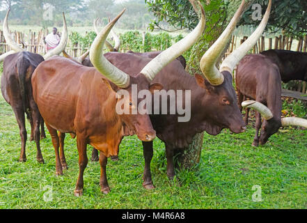 Ankole lange gehörnte Vieh auf Bauernhof von Nshenyi Cultural Center in der Nähe von Kitwe, Uganda. Stockfoto