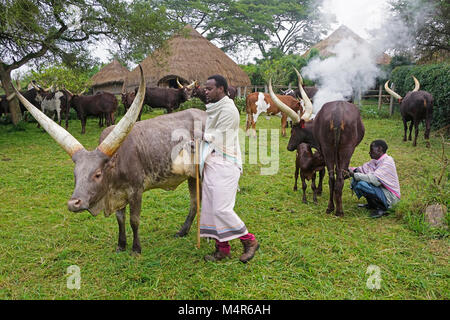 Landarbeiter melken Ankole lange gehörnte Vieh auf Bauernhof von Nshenyi Cultural Center in der Nähe von Kitwe, Uganda. Stockfoto