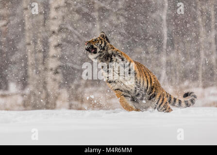 Sibirische Tiger Panthera tigris altaica, männliche mit Schnee im Fell. Die Usurian Tiger in einem wilden Winterlandschaft Angriffe der Beute. Tiger springen in einem wilden Stockfoto