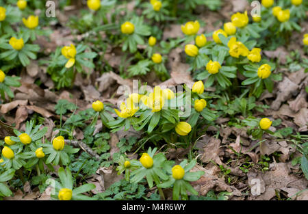 Eranthis Hyemalis blüht im Winter. Stockfoto