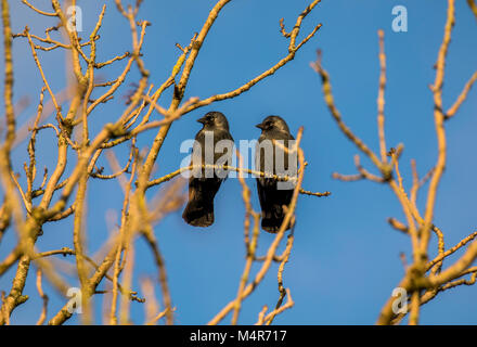 Dohlen Stockfoto