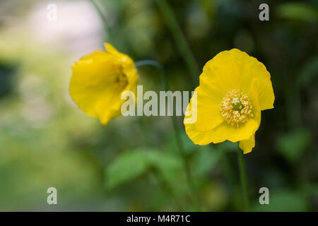 Meconopsis Cambrica wächst in einem englischen Cottage-Garten. Stockfoto