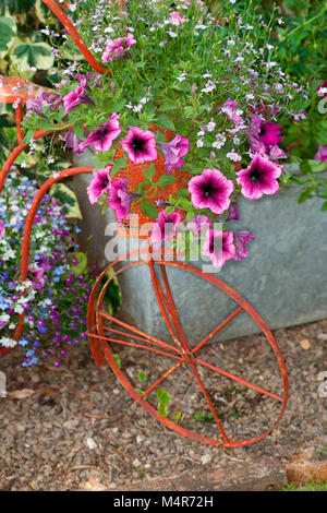 Sommer Beetpflanzen, gemischte Petunien und lobelia gepflanzt in einem dekorativen Vintage Fahrrad Stockfoto