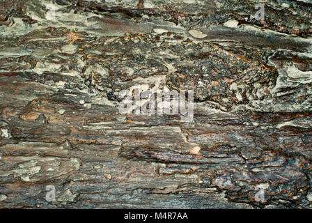 Hintergrund, Textur - raue Oberfläche des versteinertes Holz Stockfoto