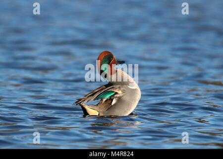 Ein männlicher Green winged Teal schwimmen auf einem blauen Teich im Winter über an die Klappe seine Flügel Stockfoto