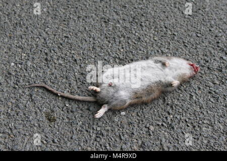 Straße Big Fat tote Ratte liegen auf der Straße oder Asphalt Töten Stockfoto