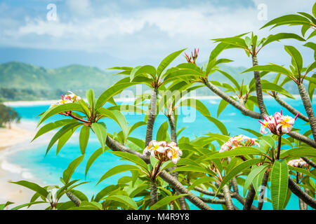 Schöne rosa, weiß und gelb Plumeria Blumen, auch als Frangipani bekannt, in der Natur in Hawaii wachsen, Einweichen in Sonnenlicht an einem hellen Sommertag. Stockfoto