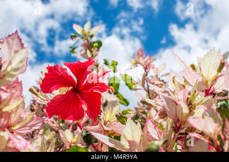 Einen schönen roten Hawaiian hibiscus in voller Blüte, einweichen und in der Sonne auf einem warmen und klaren Sommertag. Stockfoto