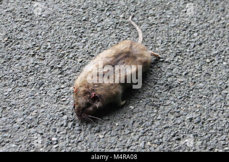 Straße Big Fat tote Ratte liegen auf der Straße oder Asphalt Töten Stockfoto