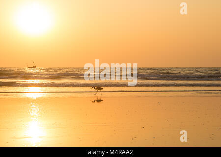 Heron bei Sonnenuntergang sammelt Muscheln am Strand Stockfoto