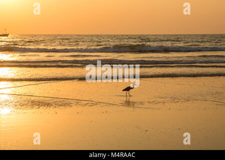 Heron bei Sonnenuntergang sammelt Muscheln am Strand Stockfoto