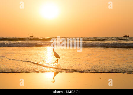 Heron bei Sonnenuntergang sammelt Muscheln am Strand Stockfoto