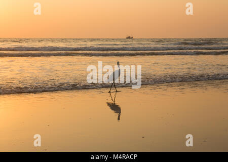 Heron bei Sonnenuntergang sammelt Muscheln am Strand Stockfoto