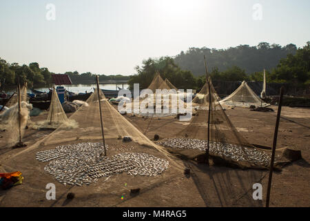 Fische in der Sonne im kleinen Fischerdorf von Indien GOA zu trocknen Stockfoto