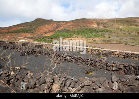 Eine typische Landschaft mit Weinberg im Vordergrund und den Vulkan auf dem Hintergrund, Lanzarote, Spanien Stockfoto