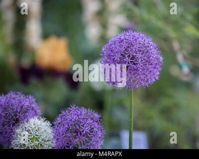 Close-up von Allium Purple Sensation Blumen, Zierpflanzen Zwiebel. Stockfoto