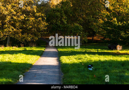 Warmen goldenen Strahlen der Sonne in einem Park im Herbst. Elstern fliegen Stockfoto