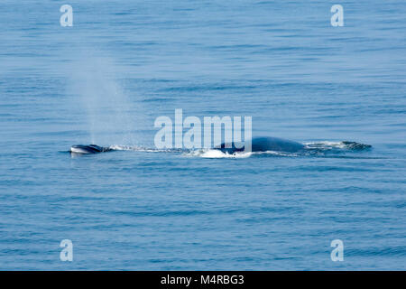 Eden's Wal (Balaenoptera edeni), eine anstehende Split von bryde Wal, wird durch 5 Tribüne Bergrücken gekennzeichnet Stockfoto