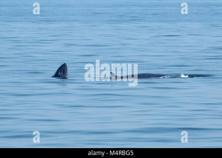 Eden's Wal (Balaenoptera edeni), eine anstehende Split von bryde Wal, wird durch 5 Tribüne Bergrücken gekennzeichnet Stockfoto