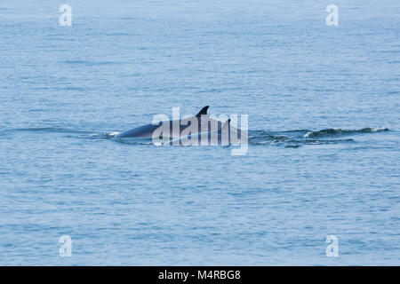 Eden's Wal (Balaenoptera edeni), eine anstehende Split von bryde Wal, wird durch 5 Tribüne Bergrücken gekennzeichnet Stockfoto