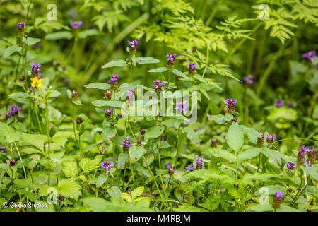 Blühende Prunella Blumen im Wald. Sibirien, Russland Stockfoto