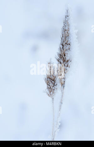 Eingefrorene Anlage winter Stockfoto