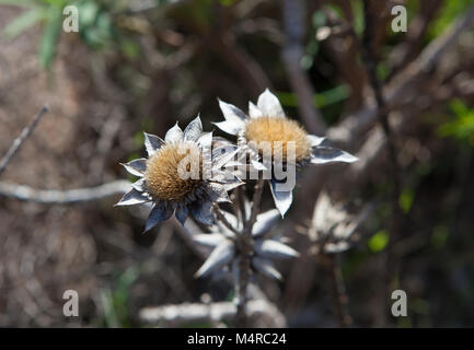 Detail der Wilden trockene Meer Gänseblümchen auf Lanzarote Stockfoto