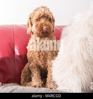 Cockapoo Hund saß auf Sofa Sofa Stockfoto