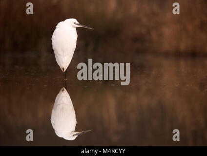 Seidenreiher (Egretta garzetta) stand reglos auf Beute, Lincolnshire warten Stockfoto