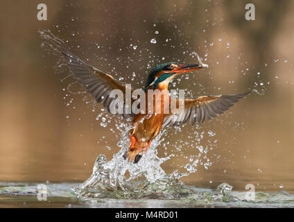 Eine weibliche Eisvogel (Alcedo atthis) ergibt sich aus dem Wasser mit einem Fisch, Lincolnshire Stockfoto