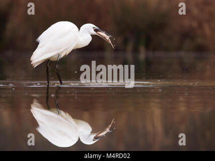 Seidenreiher (Egretta garzetta) mit einem nur Fisch, Lincolnshire Stockfoto