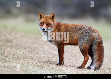 Fuchs (Vulpes Vulpes) Stockfoto