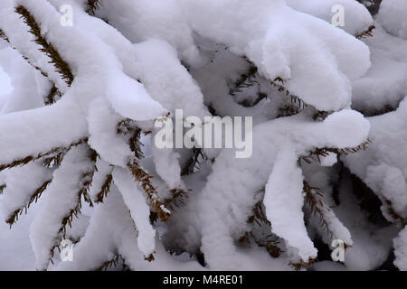 Christmas tree Green Tree mit frischem Schnee auf Weiss, tanne Zweig, bedeckt mit Schnee Fichte, winter Stockfoto