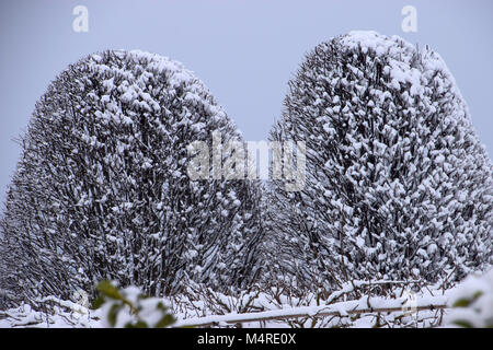 Winter Wald Landschaft im frühen Winter morgen - laubbäume frosty Baum unter Winter Schneefall. Blick in die Natur mit verschneiten Winterwald. Stockfoto