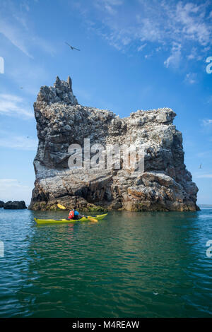 Sea kayaker unter den wichtigsten gannet Kolonie auf Irland's Auge, County Dublin, Irland. Stockfoto