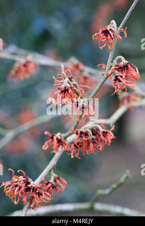 Hamamelis x Intermedia Stockfoto