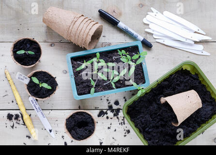 Heraus sticht Lycopersicon esculentum' Latah' Sämlinge. Stockfoto