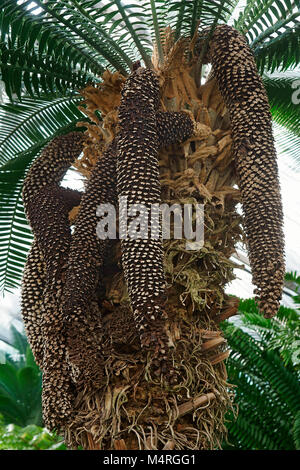 Dioon spinulosum dioon (Riese). Genannt Gummi Palm auch Stockfoto