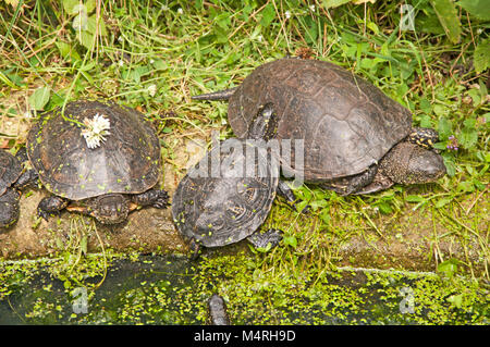 Europäische Teich Schildkröte, Emys Orbicularis, Stockfoto