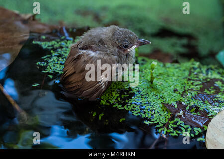 Junge kleine Spatz stehend im flachen Wasser. Es unten aus dem Nest in einem Baum fiel in seichtem Wasser nass und konnte nicht zurück fliegen. Stockfoto