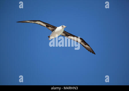 Laysan Albatross (Phoebastria immutabilis), die durch einen klaren blauen Himmel über dem Midway-Atoll im Pazifischen Ozean schweben Stockfoto