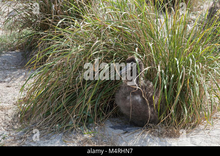 Das Küken von laysan Albatross schützt vor heißer Sonne in Bunch Grass (Eragrostis variabilis), einer einheimischen Art, die zur Wiederherstellung des Lebensraums auf einer Insel gepflanzt wurde Stockfoto