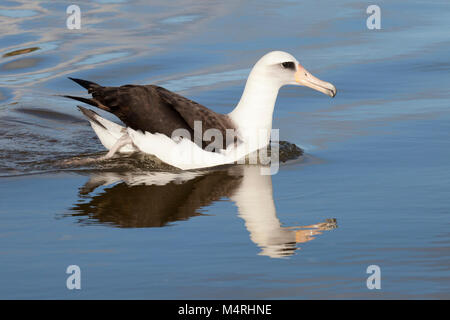 Laysan Albatross (Phoebastria immutabilis) schwimmend auf der Wasseroberfläche Stockfoto