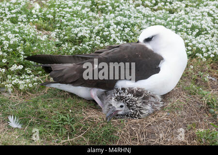 Die junge Laysan Albatross-Braut (Phoebastria immutabilis) im Nest, die aus dem schlafenden Elternvogel herausblickt Stockfoto