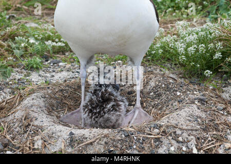 Das kleine Laysan Albatross-Küken (Phoebastria immutabilis) im Nest späht heraus, während es sich unter dem Elternvögel versteckt Stockfoto